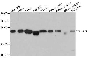 Western blot analysis of extracts of various cell lines, using SRSF3 antibody (ABIN5973600) at 1:3000 dilution. (SRSF3 anticorps)