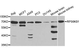 Western blot analysis of extracts of various cell lines, using RPS6KB1 antibody. (RPS6KB1 anticorps)