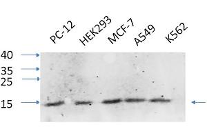 Western Blot analysis of PC-12 (1), HEK293 (2), MCF-7 (3), A549 (4), K562 (5), diluted at 1:1000. (IL-8 anticorps  (C-Term))