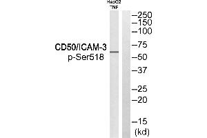 Western blot analysis of extracts from HepG2 cells treated with TNF, using CD50/ICAM-3 (Phospho-Ser518) antibody. (ICAM-3/CD50 anticorps  (pSer518))