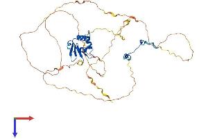 ELK1, Member of ETS Oncogene Family (ELK1) (AA 1-428) protein (His tag)