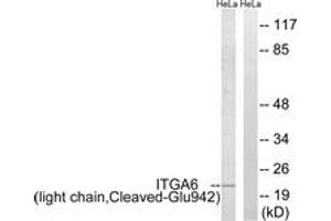 Western blot analysis of extracts from HeLa cells, treated with etoposide 25uM 24h, using ITGA6 (light chain,Cleaved-Glu942) Antibody. (ITGA6 anticorps  (Cleaved-Glu942))