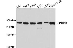 Western blot analysis of extracts of various cell lines, using SPTBN1 antibody (ABIN1874930) at 1:3000 dilution. (SPTBN1 anticorps)