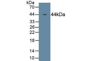 Detection of Recombinant C4c, Human using Monoclonal Antibody to Complement Component 4c (C4c) (Complement C4c anticorps  (AA 19-333))