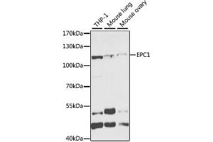 Western blot analysis of extracts of various cell lines, using EPC1 antibody (ABIN2562436) at 1:1000 dilution. (EPC1 anticorps)