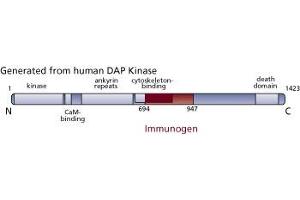 Image no. 3 for anti-Death-Associated Protein Kinase 1 (DAPK1) (AA 694-947) antibody (ABIN967885) (DAP Kinase 1 anticorps  (AA 694-947))