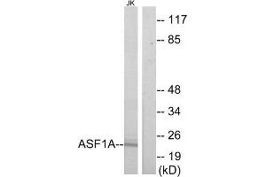 Western Blotting (WB) image for anti-ASF1 Anti-Silencing Function 1 Homolog A (S. Cerevisiae) (ASF1A) (Internal Region) antibody (ABIN1850104) (ASF1A anticorps  (Internal Region))