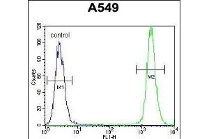 TRIM9 Antibody (C-term) (ABIN655760 and ABIN2845203) flow cytometric analysis of A549 cells (right histogram) compared to a negative control cell (left histogram).