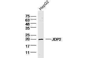 HepG2 lysates probed with JDP2 Polyclonal Antibody, unconjugated  at 1:300 overnight at 4°C followed by a conjugated secondary antibody for 60 minutes at 37°C. (JDP2 anticorps  (AA 21-120))