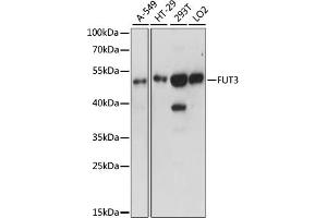 Western blot analysis of extracts of various cell lines, using FUT3 antibody (ABIN7267273) at 1:1000 dilution.