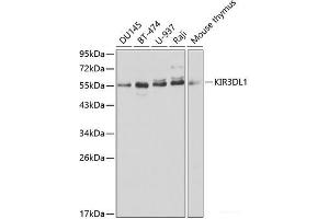 Western blot analysis of extracts of various cell lines using KIR3DL1 Polyclonal Antibody at dilution of 1:1000. (KIR3DL1 anticorps)
