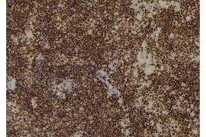 ABIN6266451 at 1/100 staining Mouse spleen tissue by IHC-P.