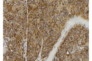 ABIN6277941 at 1/100 staining Human pancreas tissue by IHC-P. (FGF3 anticorps)