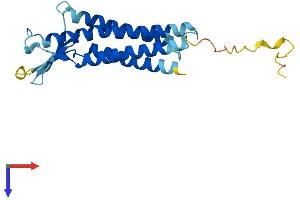 AlphaFold protein structure predicition of Mouse Recombinant Cldn5 Protein, UniprotID O54942