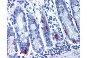 Anti-MLNR antibody IHC of human small intestine. (Motilin Receptor anticorps  (Cytoplasmic Domain))