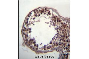 DAZ3 Antibody (C-term) (ABIN656239 and ABIN2845555) immunohistochemistry analysis in formalin fixed and paraffin embedded human testis tissue followed by peroxidase conjugation of the secondary antibody and DAB staining.