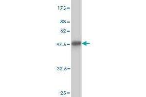 Western Blot detection against Immunogen (38. (BAIAP2L1 anticorps  (AA 398-511))