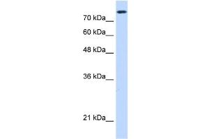 NCAPH antibody used at 0. (NCAPH anticorps  (C-Term))