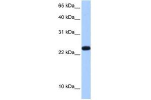 C19ORF24 antibody used at 0. (C19orf24 anticorps  (N-Term))