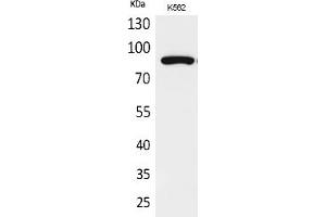 Western Blot analysis of K562 cells using Acetyl-HSP 90 (K292/284) Polyclonal Antibody.