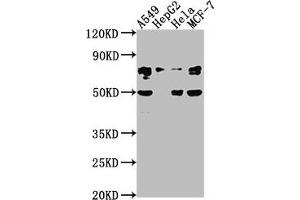 Western Blot Positive WB detected in: A549 whole cell lysate, HepG2 whole cell lysate, Hela whole cell lysate, MCF-7 whole cell lysate All lanes: LEO1 antibody at 1:2000 Secondary Goat polyclonal to rabbit IgG at 1/50000 dilution Predicted band size: 76, 69 kDa Observed band size: 76 kDa