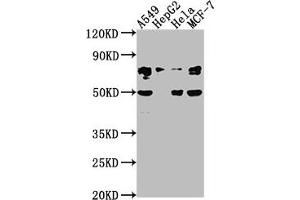 Western Blot Positive WB detected in: A549 whole cell lysate, HepG2 whole cell lysate, Hela whole cell lysate, MCF-7 whole cell lysate All lanes: LEO1 antibody at 1:2000 Secondary Goat polyclonal to rabbit IgG at 1/50000 dilution Predicted band size: 76, 69 kDa Observed band size: 76 kDa (LEO1 anticorps  (AA 2-24))