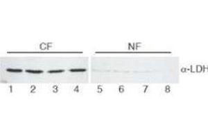 Western Blot of Goat Anti-Lactate Dehydrogenase antibody. (Lactate Dehydrogenase anticorps  (Biotin))