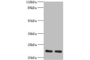Western blot All lanes: RERG antibody at 2 μg/mL Lane 1: Mouse thymus tissue Lane 2: Rat lung tissue Secondary Goat polyclonal to rabbit at 1/10000 dilution Predicted band size: 23, 21 kDa Observed band size: 23 kDa (RERG anticorps  (AA 1-199))