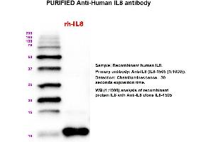 Image no. 1 for anti-Interleukin 8 (IL8) antibody (ABIN1112409) (IL-8 anticorps)