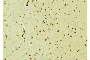 ABIN6276550 at 1/100 staining Mouse brain tissue by IHC-P.