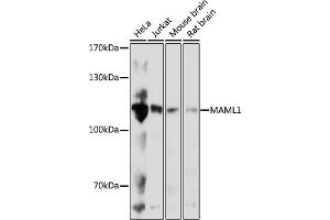 Western blot analysis of extracts of various cell lines, using M antibody (ABIN7268409) at 1:1000 dilution. (MAML1 anticorps  (AA 1-300))