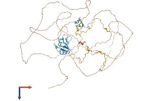 AlphaFold protein structure predicition of Mouse Recombinant Ewsr1 Protein, UniprotID Q61545
