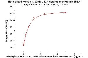 Immobilized Human IL-12 R beta 1, Fc Tag (ABIN6731330,ABIN6809859) at 5 μg/mL (100 μL/well) can bind Biotinylated Human IL-12B&IL-12A Heterodimer Protein, His,Avitag&Flag Tag (ABIN6973104) with a linear range of 0.