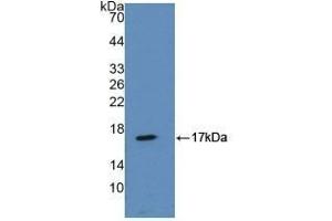 Detection of Recombinant ANXA2, Mouse using Polyclonal Antibody to Annexin A2 (ANXA2) (Annexin A2 anticorps  (AA 1-339))