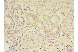 Immunohistochemistry of paraffin-embedded human pancreatic tissue using ABIN7159340 at dilution of 1:100 (FAM174A anticorps  (AA 41-123))