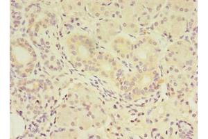 Immunohistochemistry of paraffin-embedded human pancreatic tissue using ABIN7159340 at dilution of 1:100 (FAM174A anticorps  (AA 41-123))