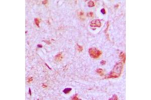 Immunohistochemical analysis of POFUT1 staining in human brain formalin fixed paraffin embedded tissue section. (POFUT1 anticorps  (C-Term))