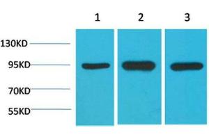 Western Blot (WB) analysis of 1) HeLa, 2)Mouse Brain Tissue, 3) Rat Brain Tissue with HSP90 a Mouse Monoclonal Antibody diluted at 1:2000. (HSP90AA2 anticorps)