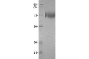 Validation with Western Blot