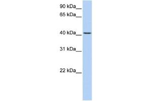 WB Suggested Anti-TMEM144 Antibody Titration:  0. (TMEM144 anticorps  (Middle Region))
