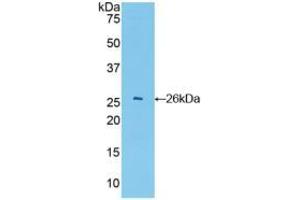 Western blot analysis of recombinant Mouse GSTa4. (GSTA4 anticorps  (AA 1-222))