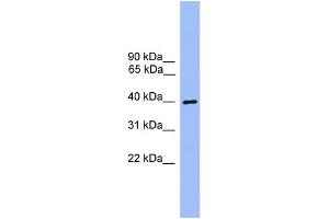 WB Suggested Anti-ATG3  Antibody Titration: 0. (ATG3 anticorps  (Middle Region))