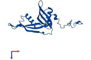 AlphaFold protein structure predicition of Human Recombinant RPL18A Protein, UniprotID Q02543