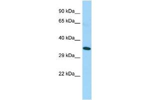 Host: Rabbit Target Name: TAS2R5 Sample Type: Fetal Lung lysates Antibody Dilution: 1. (TAS2R5 anticorps  (C-Term))