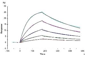 Human IL-27 RA, hFc Tag captured on CM5 Chip via Protein A can bind Human IL-27, His Tag with an affinity constant of 3.