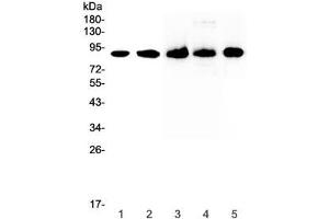 Western blot testing of 1) human HeLa, 2) human 22RV1, 3) rat spleen, 4) rat thymus and 5) mouse spleen lysate with CD44 antibody at 0. (CD44 anticorps)