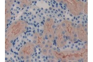 Detection of ErbB3 in Mouse Kidney Tissue using Polyclonal Antibody to V-Erb B2 Erythroblastic Leukemia Viral Oncogene Homolog 3 (ErbB3) (ERBB3 anticorps  (AA 707-964))