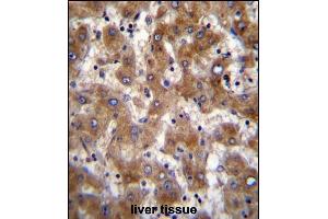 FUT4 Antibody (Center) (ABIN389262 and ABIN2839399) immunohistochemistry analysis in formalin fixed and paraffin embedded human liver tissue followed by peroxidase conjugation of the secondary antibody and DAB staining.