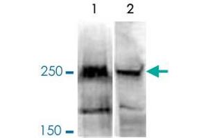 Western Blot analysis of (1) 150 ug nuclear extract of NIH3T3 cells, and (2) 150 ug nuclear extract of HeLa cells.