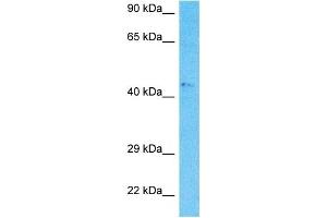 Host:  Rabbit  Target Name:  NR2F2  Sample Type:  MCF7 Whole Cell lysates  Antibody Dilution:  1.